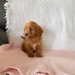 Ginger F1B Female Cavapoo Puppy