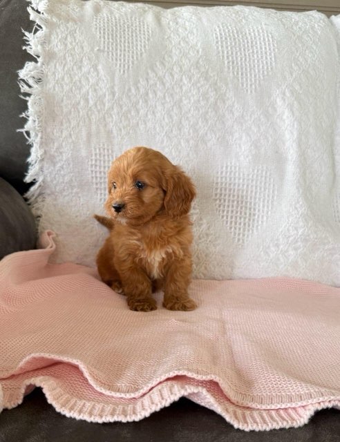 Ginger F1B Female Cavapoo Puppy