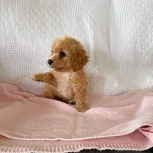 Honey F1B Female Cavapoo Puppy