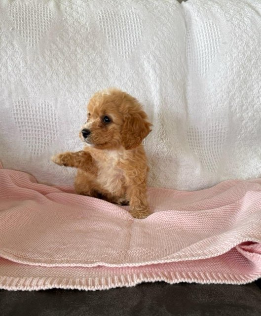 Honey F1B Female Cavapoo Puppy