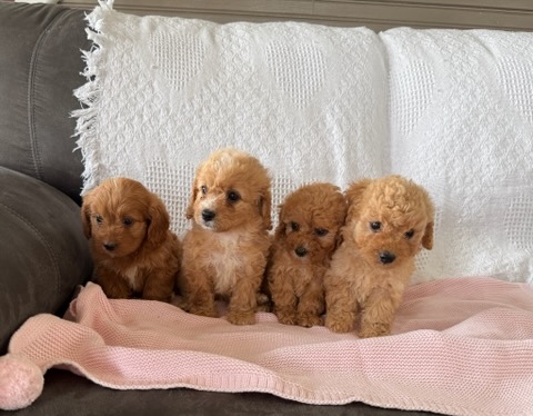 Cavapoo F1B Luna Apricot Toy Female - Image 3