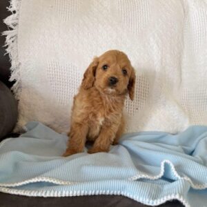 Charlie Cavapoo Puppy F1B