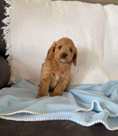 Charlie Cavapoo Puppy F1B