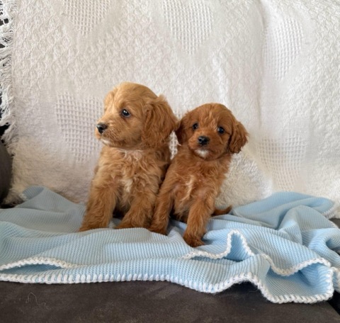 Charlie Cavapoo Puppy F1B - Image 3