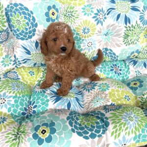 Cavapoo puppy female red teddy bear face for sale Puppies on the Gulf