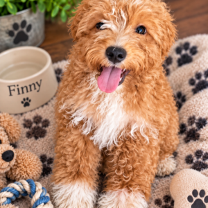 Finny Adorable Ruby and White Male Puppy in Training