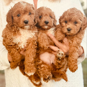 Ruby Girls Female Cavapoochon Litter ready 8/16/26