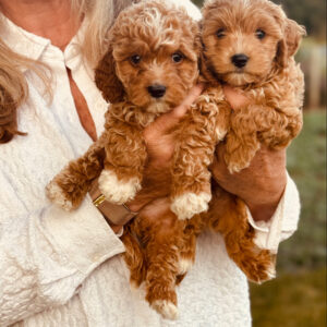 Ruby Male Cavapoochon Litter ready 8/16/26
