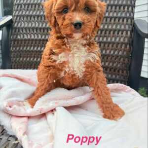 Poppy Female Cavapoochon Puppy Ruby Tuxedo