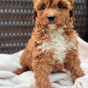 Ziggy Female Stunning Puppy Ruby Tuxedo