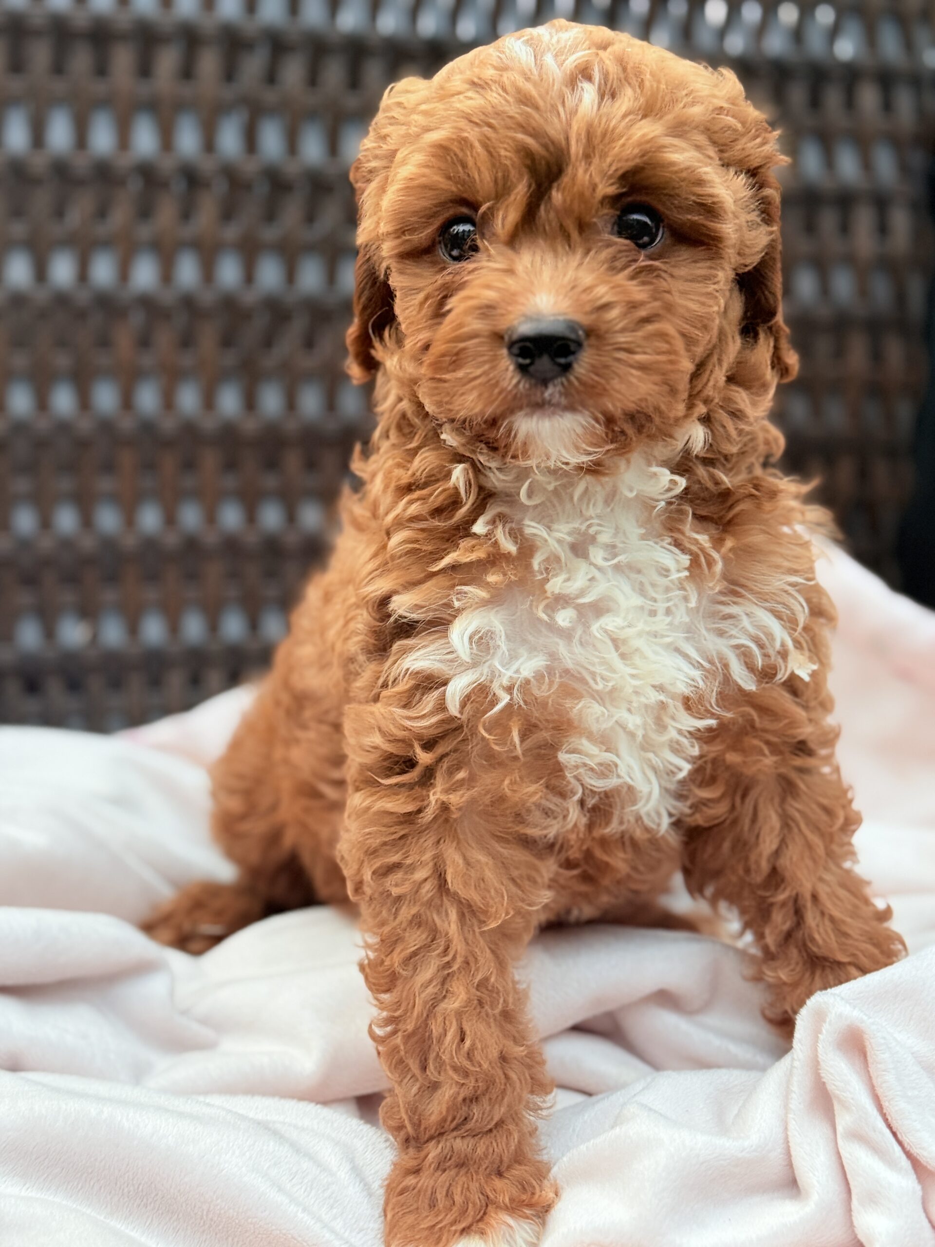 Ziggy Female Stunning Puppy Ruby Tuxedo