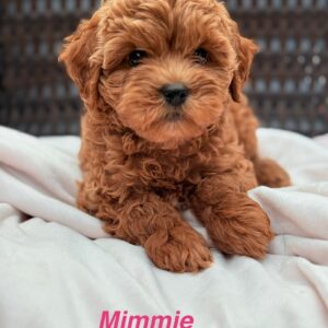 Mimmie Female Cavapoochon Ruby Puppy (Copy)