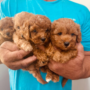 Cavapoo Ruby Litter Available In October