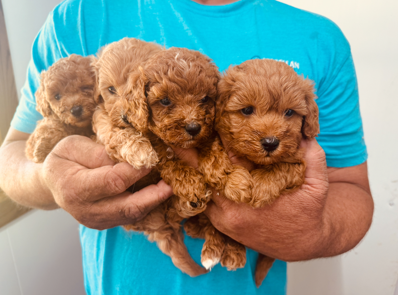 Cavapoo Ruby Litter Available In October