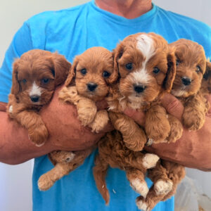 Cavapoo Ruby Litter Available In October