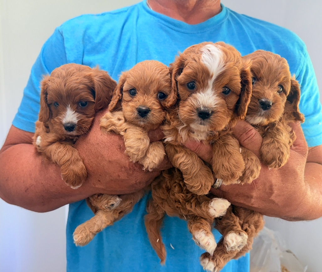 Cavapoo Ruby Litter Available In October