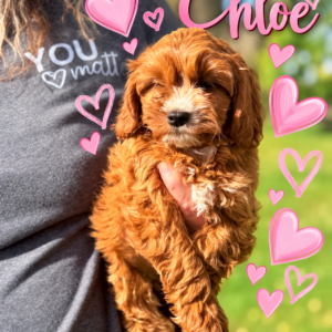 Chloe F1 Cavapoo Ruby and White Female Cavapoo Puppy