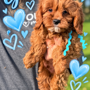 Gunner F1 Tuxedo Ruby Cavapoo Puppy