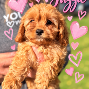 Jazzie F1 Cavapoo Apricot and White Female Cavapoo Puppy
