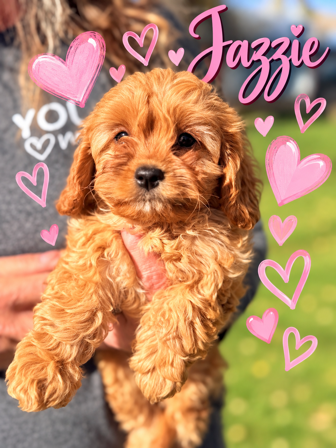 Jazzie F1 Cavapoo Apricot and White Female Cavapoo Puppy