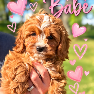 Baby F1 Cavapoo Ruby and White Female Cavapoo Puppy