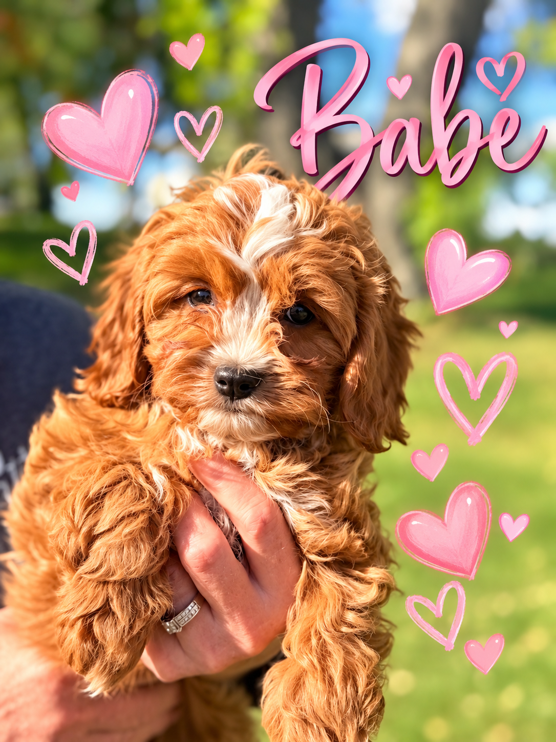 Baby F1 Cavapoo Ruby and White Female Cavapoo Puppy