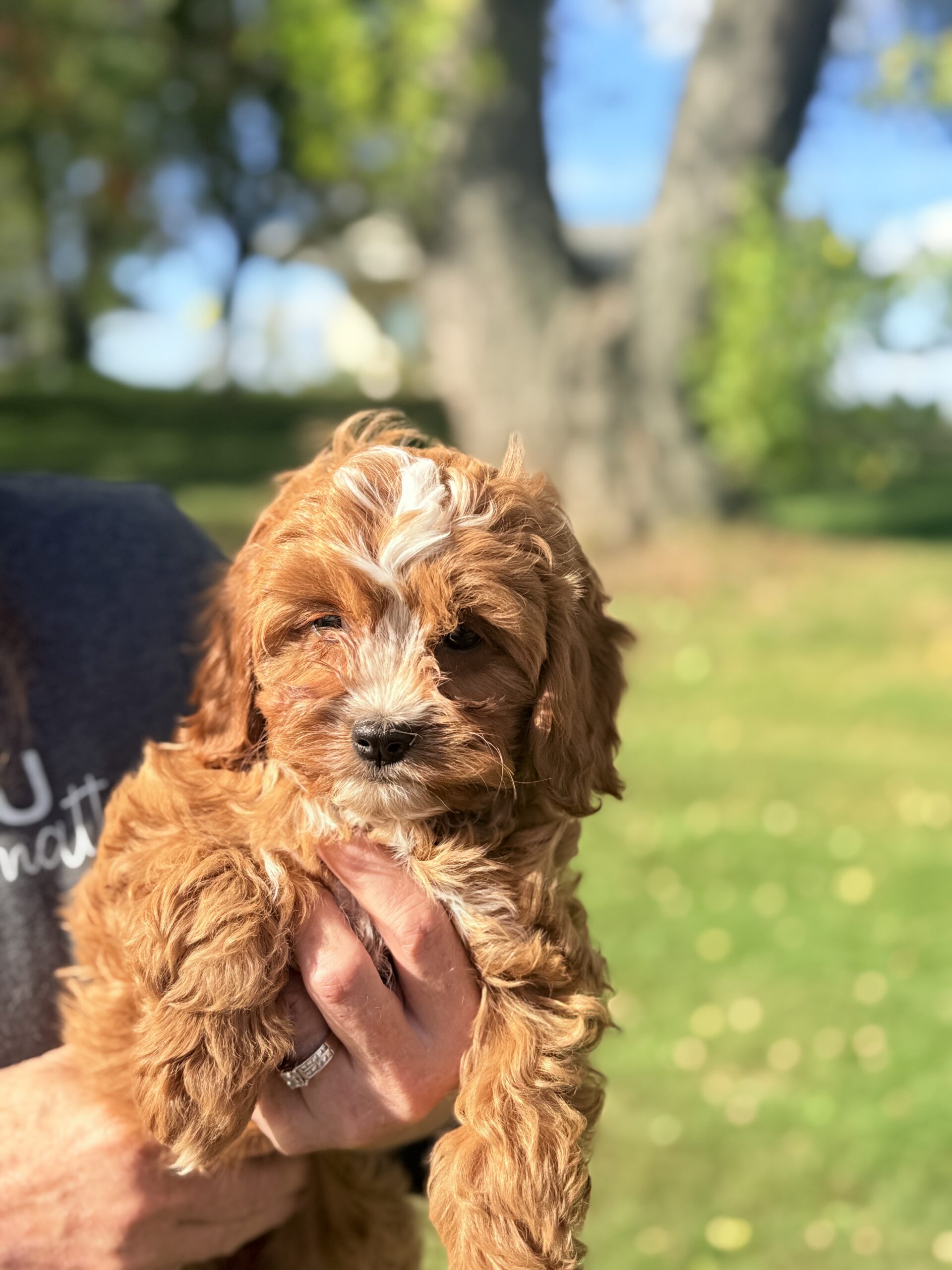 Baby F1 Cavapoo Ruby and White Female Cavapoo Puppy - Image 3