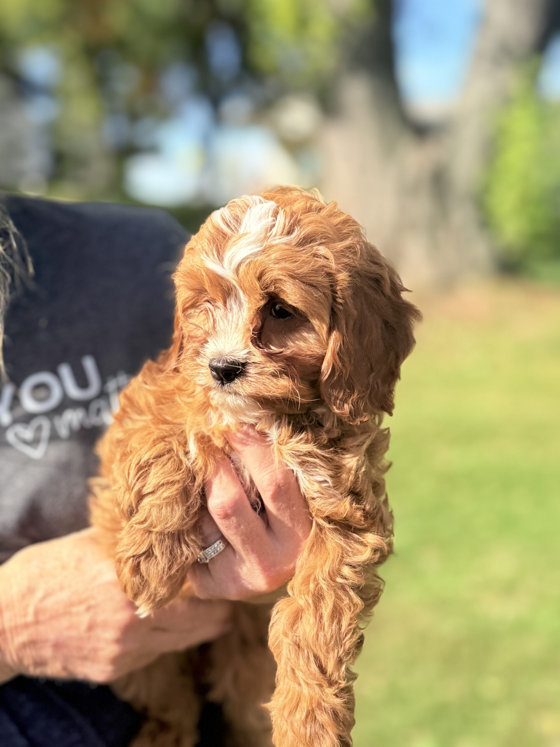 Baby F1 Cavapoo Ruby and White Female Cavapoo Puppy - Image 4
