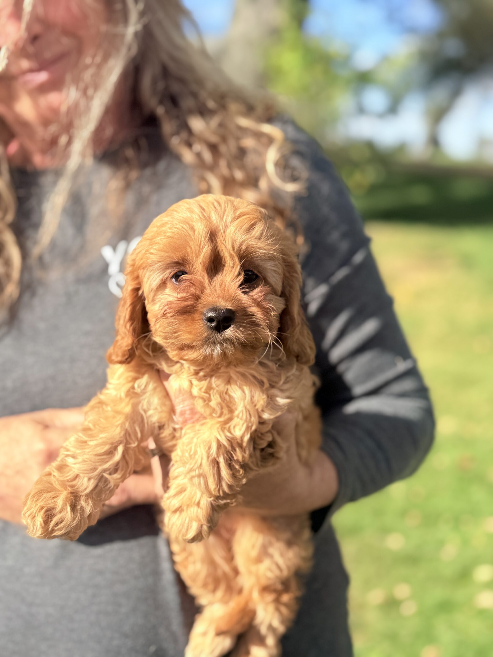 Jazzie F1 Cavapoo Apricot and White Female Cavapoo Puppy - Image 3